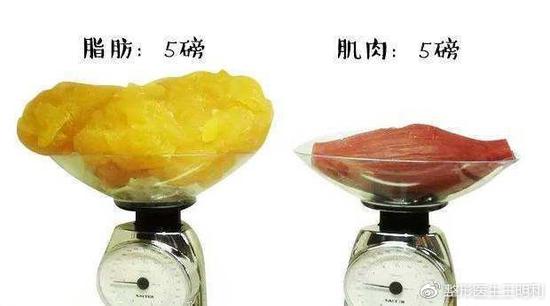 脂肪vs肌肉