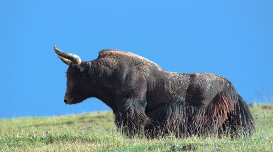 野牦牛拥有强大的心肺功能和茂密的毛发,能适应零下三四十度的气温