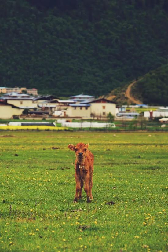 云南依拉草原