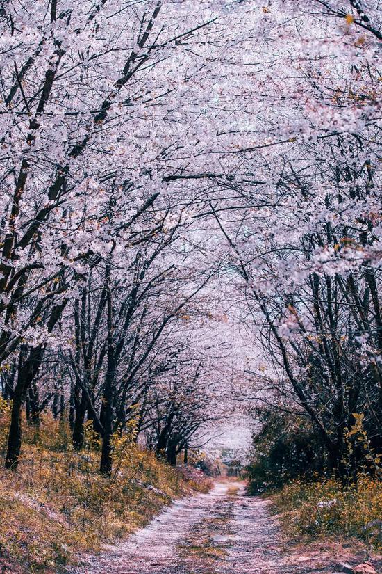 贵州平坝樱花