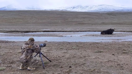 ▲ 海拔4900米的玉珠峰脚下，摄影师正在拍摄一头刚刚被狼攻击的野牦牛