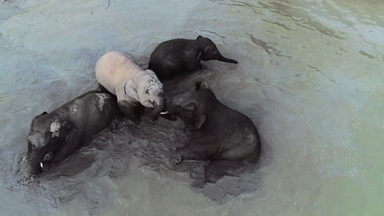 ▲ 天气太热，小象在水里玩耍