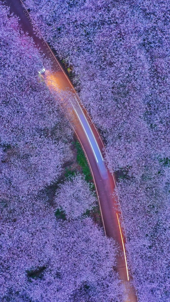 贵州平坝-樱花