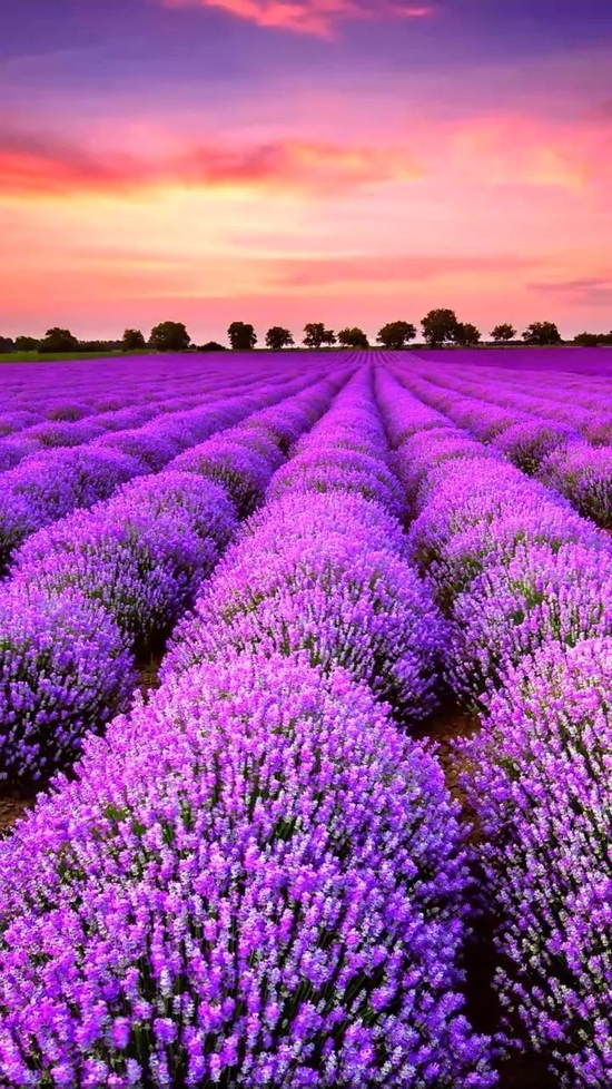 每年六月中旬,六万亩薰衣草开得正旺,点点碎碎的紫,缓缓汇成紫色的