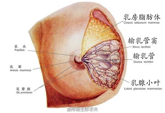 乳房|脂肪|丰胸_新浪女性_新浪网