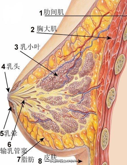 软到稍硬再到软的过程,术后三个月后乳房手感及外形日渐柔软,手感真实