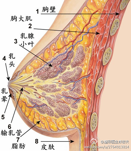 乳房组织结构图