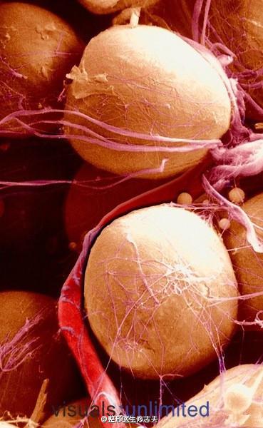 电子显微镜下的脂肪细胞