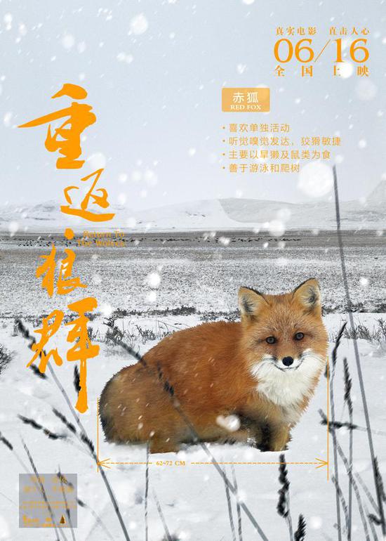 《重返狼群》角色版海报 赤狐