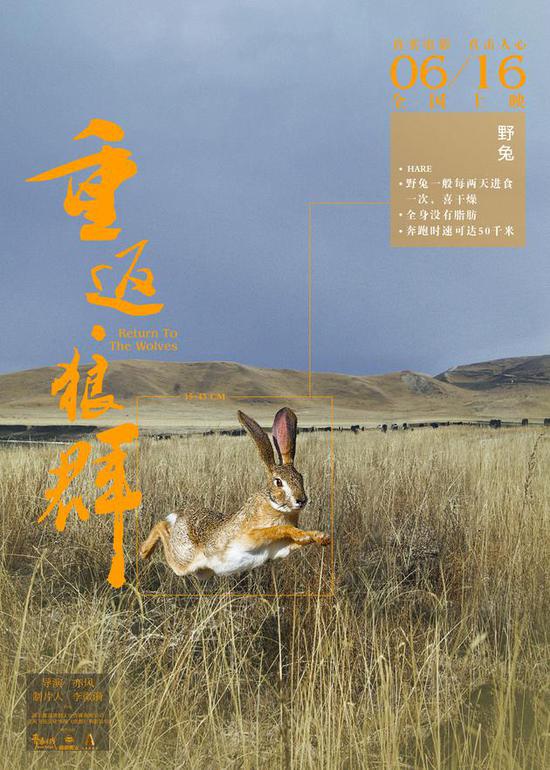 《重返狼群》角色版海报 野兔