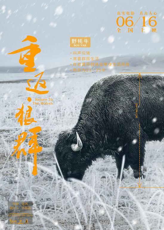 《重返狼群》角色版海报 野牦牛
