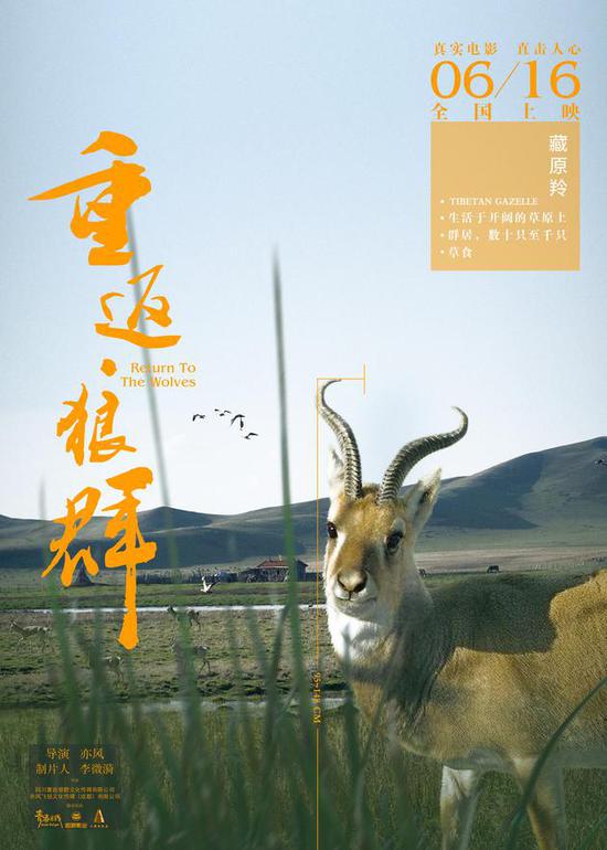 《重返狼群》角色版海报 藏原羚