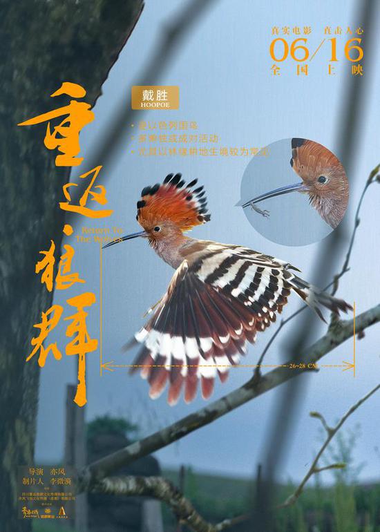 《重返狼群》角色版海报 戴胜