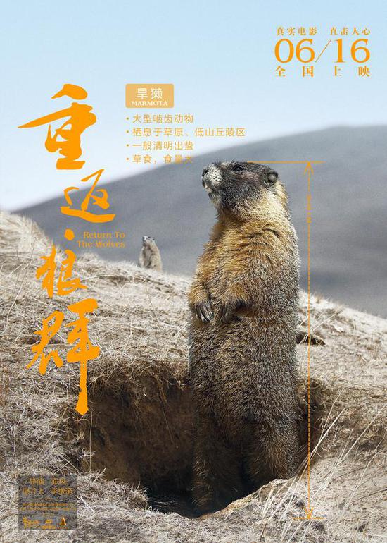  《重返狼群》角色版海报 旱獭