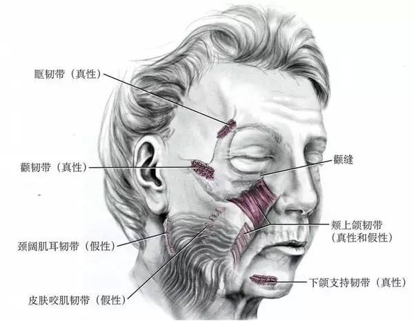  韧带老化图解