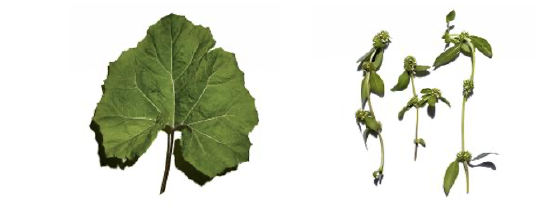蜂斗叶精粹 粗糙帽果提取物