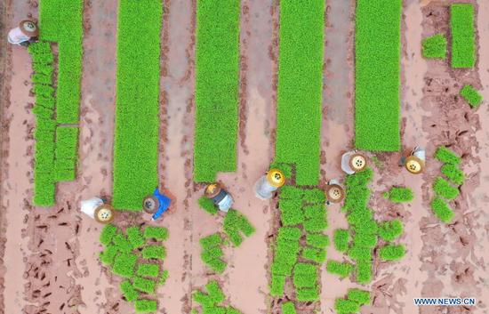 Aerial photo taken on April 14, 2021 shows farmers working in fields of Baijia Village of Qidong County in Hengyang, central China's Hunan Province. (Photo by Cao Zhengping/Xinhua)