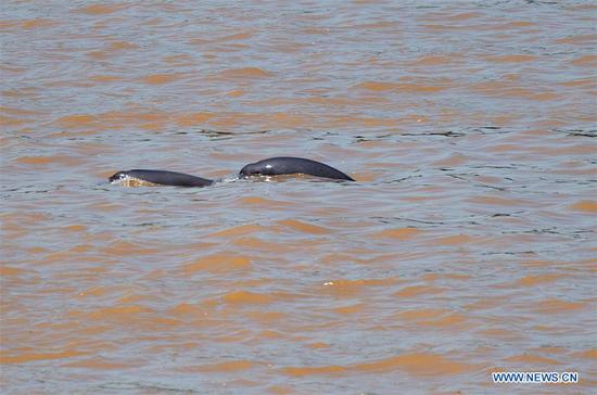 Finless porpoises swim in the Yangtze River in Yichang, central China's Hubei Province, Aug. 3, 2020. The finless porpoise, an endemic species in China, is an important indicator of the ecology of the Yangtze. (Photo by Lei Yong/Xinhua)
