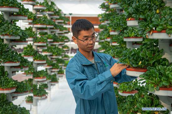 A member of staff checks the growth of hydroponic vegetables in Nanxun District of Huzhou City, east China's Zhejiang Province, Nov. 16, 2020. Nanxun District has a long history of agricultural production. In recent years, local authorities have advanced the industrial transformation and development in rural areas through a series of measures, including the application of digital facilities in agriculture, rural tourism promotion and establishment of e-commerce platforms. (Photo by Jiang Han/Xinhua)