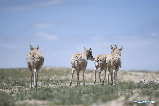 Tibetan antelopes are released into the wild at a wildlife rescue center of the Sonam Dargye Protection Station in Hoh Xil, northwest China's Qinghai Province, July 7, 2021. Five Tibetan antelopes were released into the wild on Wednesday after being rescued in northwest China's Hoh Xil National Nature Reserve under the Sanjiangyuan National Park, the park's management bureau said. Two female and three male Tibetan antelopes were released back into nature around 1:00 p.m. Wednesday after years of being cared for at a local protection station. Tibetan antelopes are mostly found in the Tibet Autonomous Region, Qinghai Province and the Xinjiang Uygur Autonomous Region. The species is under first-class state protection in China. The Hoh Xil nature reserve has not reported any poaching for 11 consecutive years and the population of Tibetan antelopes in the area has recovered to about 70,000. (Xinhua/Zhang Long)