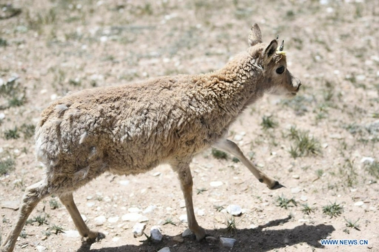A Tibetan antelope is released into the wild at a wildlife rescue center of the Sonam Dargye Protection Station in Hoh Xil, northwest China's Qinghai Province, July 7, 2021. Five Tibetan antelopes were released into the wild on Wednesday after being rescued in northwest China's Hoh Xil National Nature Reserve under the Sanjiangyuan National Park, the park's management bureau said. Two female and three male Tibetan antelopes were released back into nature around 1:00 p.m. Wednesday after years of being cared for at a local protection station. Tibetan antelopes are mostly found in the Tibet Autonomous Region, Qinghai Province and the Xinjiang Uygur Autonomous Region. The species is under first-class state protection in China. The Hoh Xil nature reserve has not reported any poaching for 11 consecutive years and the population of Tibetan antelopes in the area has recovered to about 70,000. (Xinhua/Zhang Long)