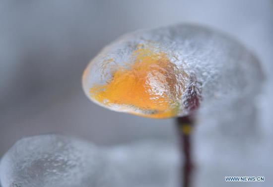 Photo taken on Nov. 24, 2020 shows a plant covered with ice in Xuan'en County, Enshi Tujia and Miao Autonomous Prefecture, central China's Hubei Province. (Photo by Song Wen/Xinhua)