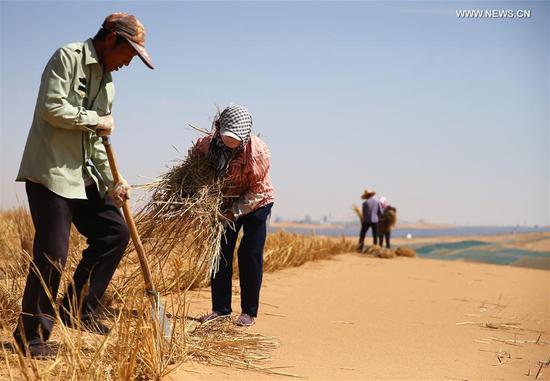 Desertification control workers make straw checkerboard barriers in the Tengger Desert along the construction site of the Qingtongxia-Zhongwei section of the Wuhai-Maqin highway in northwest China's Ningxia Hui Autonomous Region, Sept. 7, 2020. The Qingtongxia-Zhongwei section of the Wuhai-Maqin highway is under construction, of which an 18-kilometer-long section going through the Tengger Desert is the first desert highway in Ningxia. A desertification control team has worked along the highway construction site, using straw checkerboard barriers and planting vegetation to stop the dunes from moving or expanding. (Xinhua/Jia Haocheng)