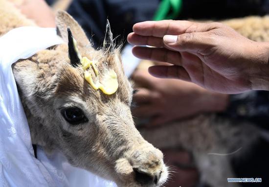 A Tibetan antelope is blessed before being released into the wild at a wildlife rescue center of the Sonam Dargye Protection Station in Hoh Xil, northwest China's Qinghai Province, July 7, 2021. Five Tibetan antelopes were released into the wild on Wednesday after being rescued in northwest China's Hoh Xil National Nature Reserve under the Sanjiangyuan National Park, the park's management bureau said. Two female and three male Tibetan antelopes were released back into nature around 1:00 p.m. Wednesday after years of being cared for at a local protection station. Tibetan antelopes are mostly found in the Tibet Autonomous Region, Qinghai Province and the Xinjiang Uygur Autonomous Region. The species is under first-class state protection in China. The Hoh Xil nature reserve has not reported any poaching for 11 consecutive years and the population of Tibetan antelopes in the area has recovered to about 70,000. (Xinhua/Zhang Long)