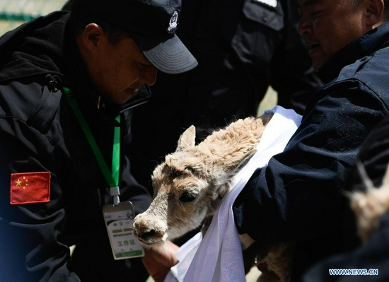 A Tibetan antelope is released into the wild at a wildlife rescue center of the Sonam Dargye Protection Station in Hoh Xil, northwest China's Qinghai Province, July 7, 2021. Five Tibetan antelopes were released into the wild on Wednesday after being rescued in northwest China's Hoh Xil National Nature Reserve under the Sanjiangyuan National Park, the park's management bureau said. Two female and three male Tibetan antelopes were released back into nature around 1:00 p.m. Wednesday after years of being cared for at a local protection station. Tibetan antelopes are mostly found in the Tibet Autonomous Region, Qinghai Province and the Xinjiang Uygur Autonomous Region. The species is under first-class state protection in China. The Hoh Xil nature reserve has not reported any poaching for 11 consecutive years and the population of Tibetan antelopes in the area has recovered to about 70,000. (Xinhua/Zhang Long)