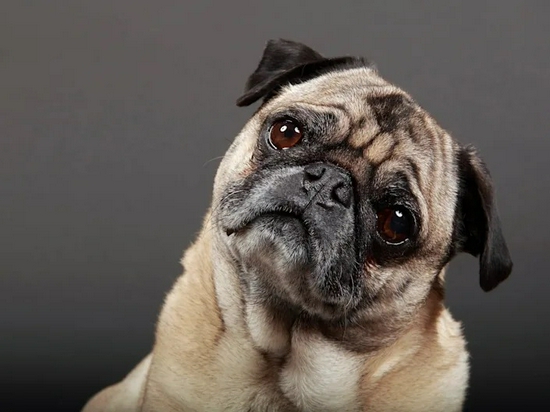 双语热点:狗狗的歪头杀不只是卖萌,还是聪明的表现 - 双语热点 news