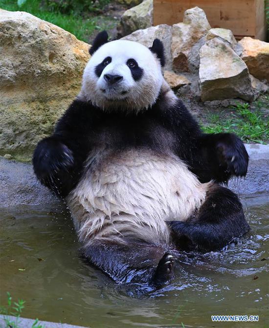 two giant pandas make enchanting debut at dutch zoo