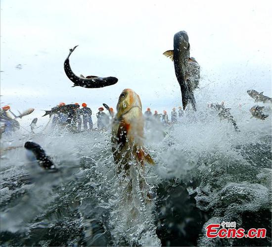 fishermen catch fish with giant nets in qiandao lake