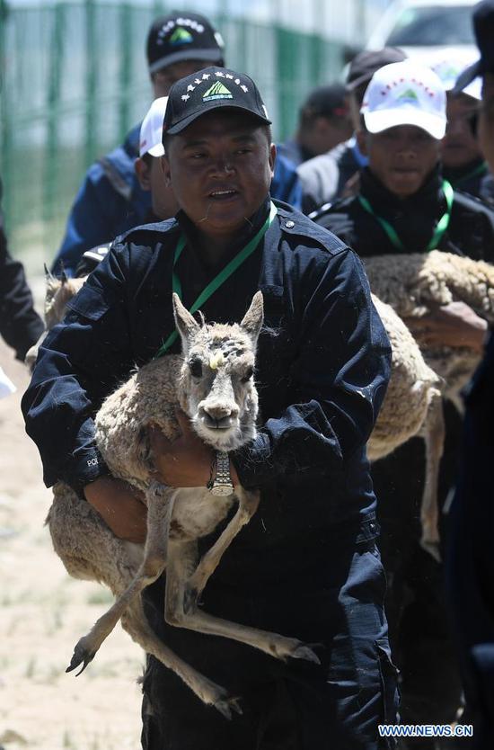 Tibetan antelopes are released into the wild at a wildlife rescue center of the Sonam Dargye Protection Station in Hoh Xil, northwest China's Qinghai Province, July 7, 2021. Five Tibetan antelopes were released into the wild on Wednesday after being rescued in northwest China's Hoh Xil National Nature Reserve under the Sanjiangyuan National Park, the park's management bureau said. Two female and three male Tibetan antelopes were released back into nature around 1:00 p.m. Wednesday after years of being cared for at a local protection station. Tibetan antelopes are mostly found in the Tibet Autonomous Region, Qinghai Province and the Xinjiang Uygur Autonomous Region. The species is under first-class state protection in China. The Hoh Xil nature reserve has not reported any poaching for 11 consecutive years and the population of Tibetan antelopes in the area has recovered to about 70,000. (Xinhua/Zhang Long)