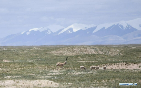  Tibetan antelopes are released into the wild at a wildlife rescue center of the Sonam Dargye Protection Station in Hoh Xil, northwest China's Qinghai Province, July 7, 2021. Five Tibetan antelopes were released into the wild on Wednesday after being rescued in northwest China's Hoh Xil National Nature Reserve under the Sanjiangyuan National Park, the park's management bureau said. Two female and three male Tibetan antelopes were released back into nature around 1:00 p.m. Wednesday after years of being cared for at a local protection station. Tibetan antelopes are mostly found in the Tibet Autonomous Region, Qinghai Province and the Xinjiang Uygur Autonomous Region. The species is under first-class state protection in China. The Hoh Xil nature reserve has not reported any poaching for 11 consecutive years and the population of Tibetan antelopes in the area has recovered to about 70,000. (Xinhua/Zhang Long)