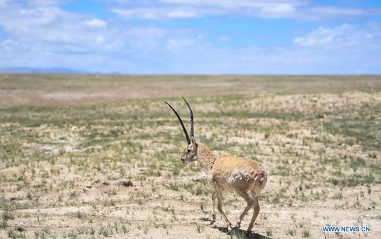A Tibetan antelope is released into the wild at a wildlife rescue center of the Sonam Dargye Protection Station in Hoh Xil, northwest China's Qinghai Province, July 7, 2021. Five Tibetan antelopes were released into the wild on Wednesday after being rescued in northwest China's Hoh Xil National Nature Reserve under the Sanjiangyuan National Park, the park's management bureau said. Two female and three male Tibetan antelopes were released back into nature around 1:00 p.m. Wednesday after years of being cared for at a local protection station. Tibetan antelopes are mostly found in the Tibet Autonomous Region, Qinghai Province and the Xinjiang Uygur Autonomous Region. The species is under first-class state protection in China. The Hoh Xil nature reserve has not reported any poaching for 11 consecutive years and the population of Tibetan antelopes in the area has recovered to about 70,000. (Xinhua/Zhang Long)
