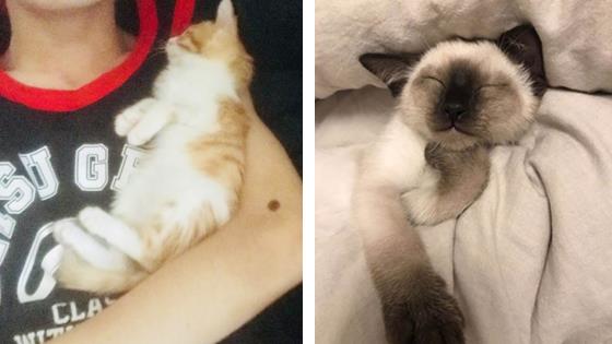 易烊千玺怀抱猫咪温暖柔顺