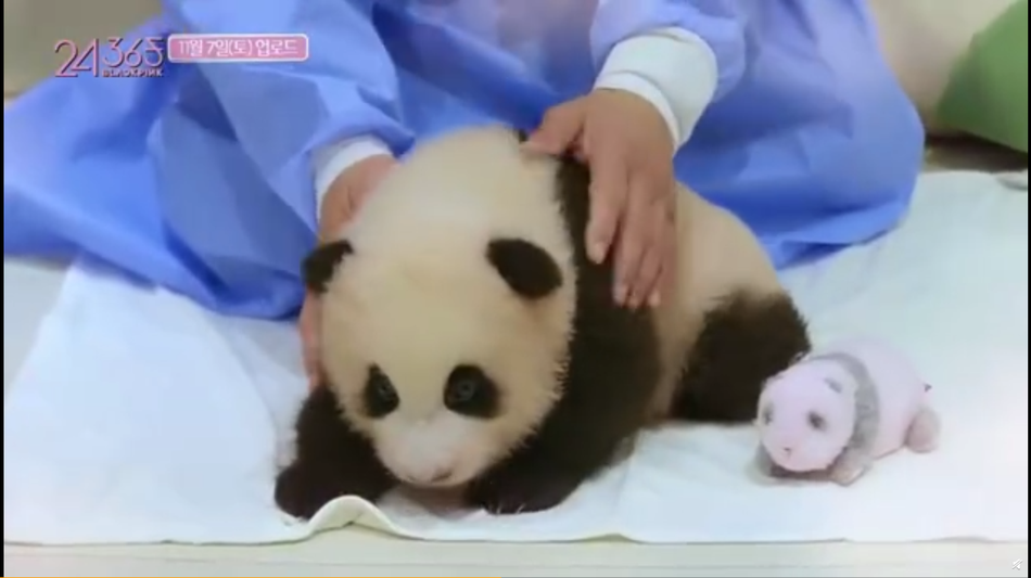 组图：BLACKPINK录制团综带妆容抱大熊猫幼崽引争议