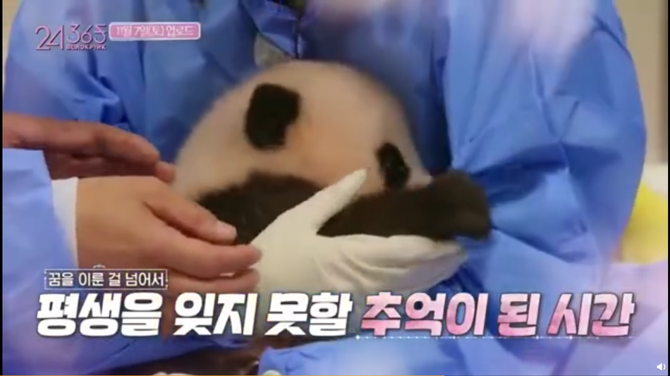 组图：BLACKPINK录制团综带妆容抱大熊猫幼崽引争议