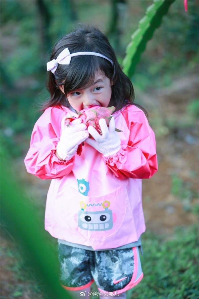 组图:"吃货"小泡芙紧盯火龙果 吃相软萌又好笑