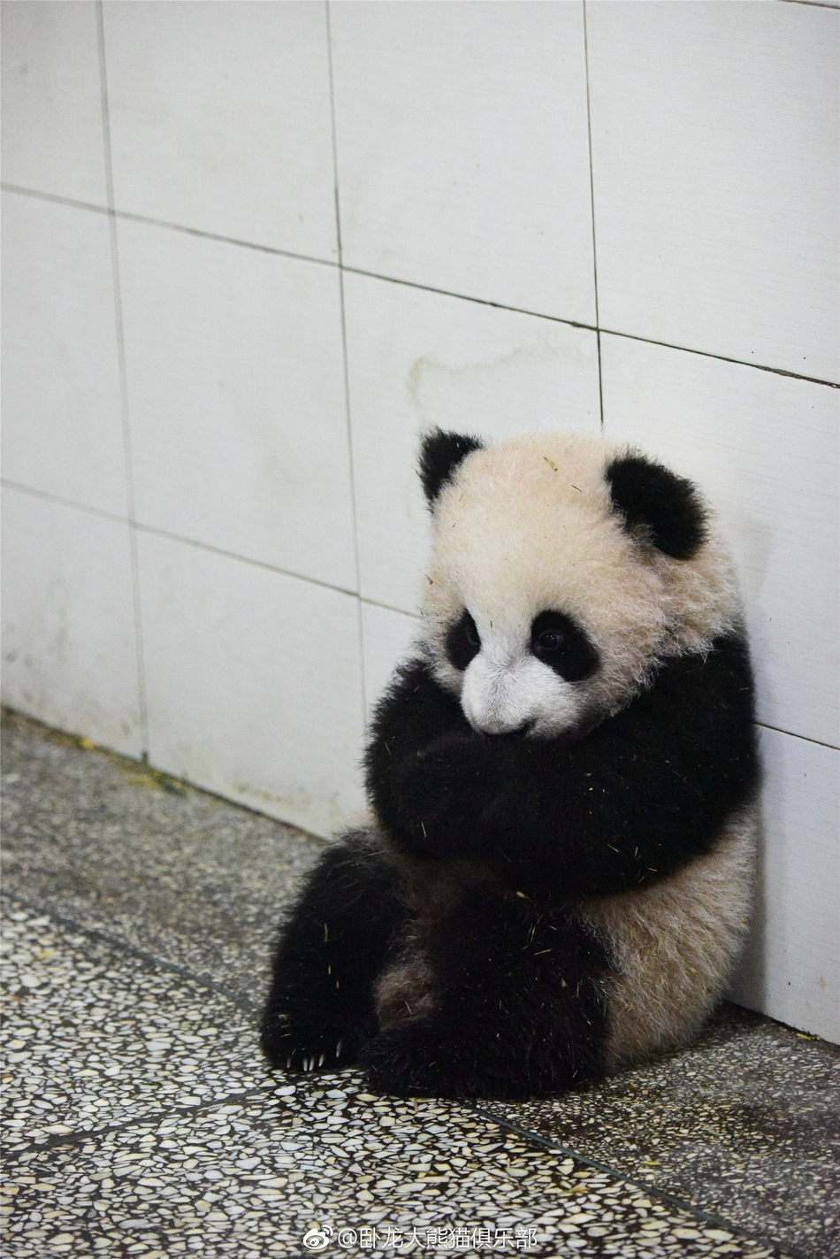30 17:22:10 5 / 7 新浪娱乐讯 卧龙大熊猫俱乐部微博分享熊猫宝宝坐