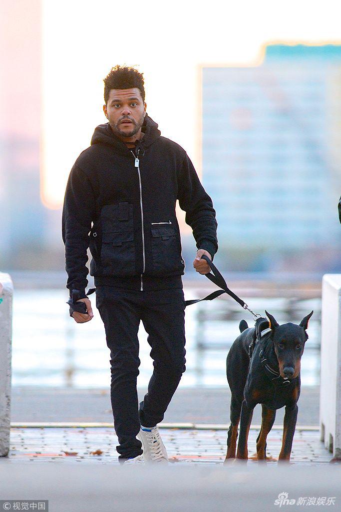 组图:"盆栽哥"清晨遛狗悠闲惬意 反被爱犬牵着走模样呆萌