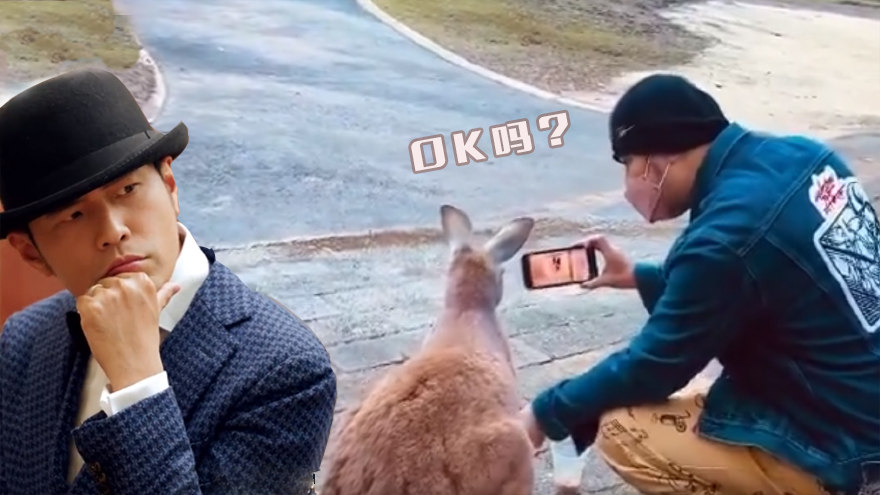 周杰伦手拿奶茶蹲路边 给袋鼠看新歌MV问"OK吗?"