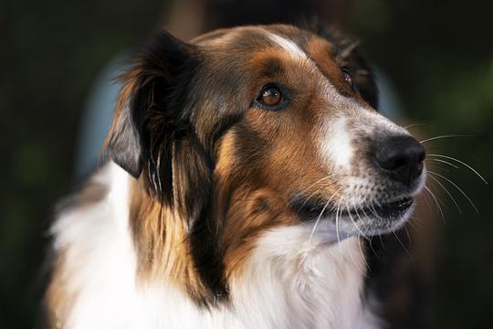 义犬救主