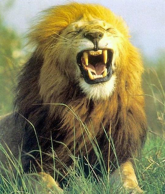 困兽资料页_娱乐资料库_新浪娱乐_新浪网