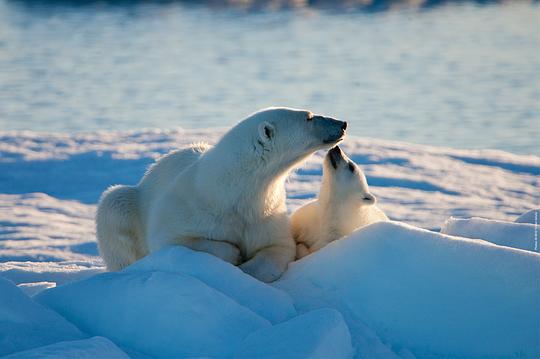 到北极去资料页_娱乐资料库_新浪娱乐_新浪网