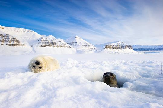 到北极去资料页_娱乐资料库_新浪娱乐_新浪网