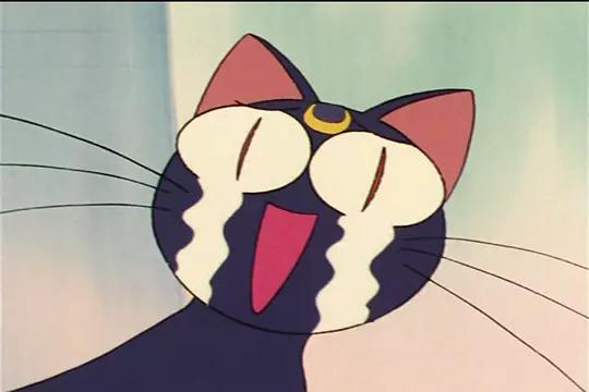 普通女孩,可学业平平,任性娇弱的她在遇到了一只会说话的小猫露娜之后