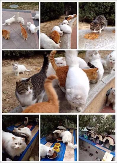 几十年如一日，陈枰喂出了一支“流浪猫部队”