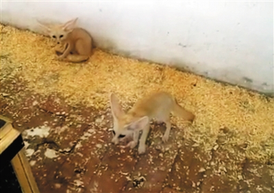 昨日下午2时许，老水碓子花鸟虫鱼市场内，一商家向记者展示拍摄有三只耳廓狐的小视频。