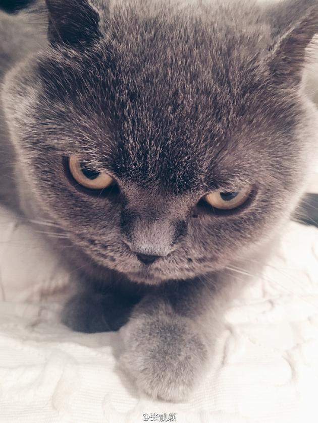 张靓颖晒猫咪